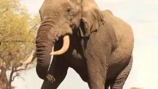 When wild animals became currencies...