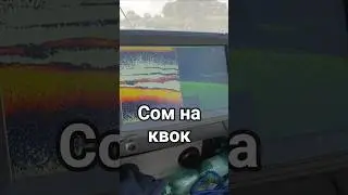 поклевка огромного сома на квок 