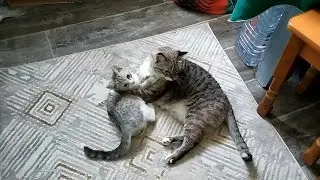 Кто кого победил