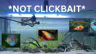 Catching aquarium fish from creek
