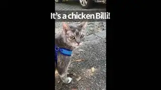Play Help | BilliSpeaks
