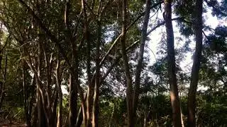 Monkey Bridge Challenge with Thalia
