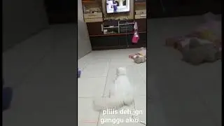 kucing kok hoby nonton sinetron ?