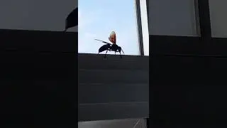 Big Hornet Spotted