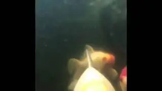 outdoor goldfish swimming