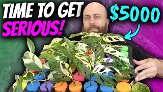 Setting Up a $5000 Run on the Aeroponics System | Monstera adansonii Albo + Mint Variegated