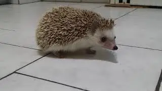 Shy hedgehog exploring the kitchen floor