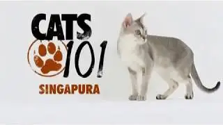 Сингапура 101Kote.ru Singapura 101Cats