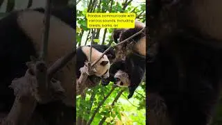 Crazy Pandas: fun facts #animalfacts #animals #facts #wildlifefacts #wildlife #panda
