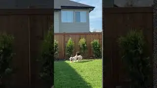 Bernese Mountain Dog Puppy Runs Into a Tree