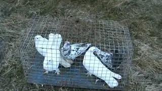 Ярмарка голубей ст.Калининская 08.01.2022г.