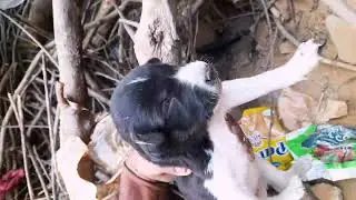 Cute puppys video. #puppy #dog #dogs #dogvideo #babyanimals #baby #deshivlog #cute