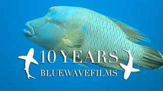 10 Jahre BLUEWAVEFLIMS