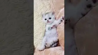 How can you not love such a miracle 😇💕 Very cute kitten ❤️