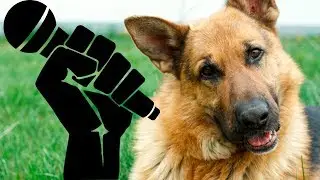 Las 10 Razas de Perros más Famosas en el Mundo