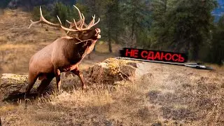 Невероятная охота на элка с луком: Последний шанс сезона!