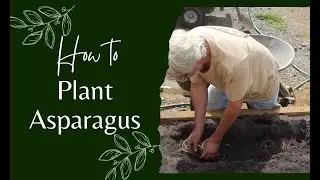 Easy Steps to Plant Asparagus Crowns Successfully