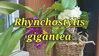 Rhynchostylis gigantea описание и уход.