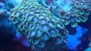 A tour Of my Zoanthids in 1 minute.
