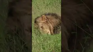 Lazy Lion Grooming Himself  
