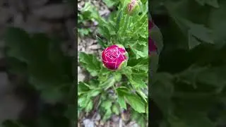Ranunculus Blooms & Buds💛🧡🩷