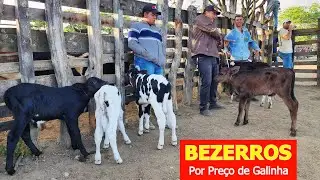 GADO DE 150 REAIS@ EM CARUARU-PE  27-08-2024  #nordeste