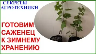 Переводим домашний саженец в состояние зимнего покоя.