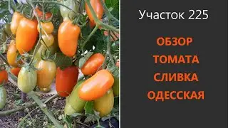 Томат Сливка Одесская. Очень урожайный и неприхотливый сорт!