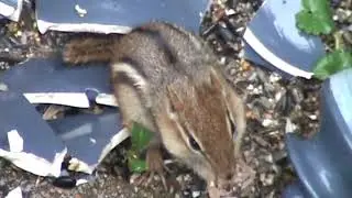 Chipmunk benefits from our broken bird feeder