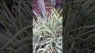 #botanicalbeauty #garden #nature #gardening #plantcare #leafygreens #gardeninspiration #vibrantfol
