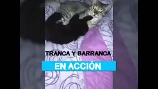 My cats
