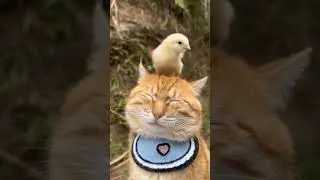 ВЫСОКО СИЖУ, ДАЛЕКО -  ГЛЯЖУ!!!!