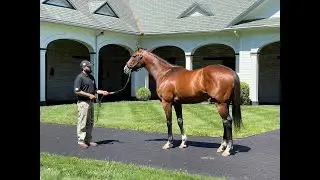 MyRacehorse 