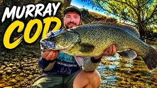 Epic Murray Cod Fishing Adventure in a Crystal Clear River