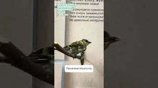Что значит «чиж» 