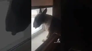 Зевс