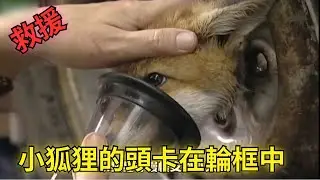 小狐狸的頭被卡在輪框中，還好路過的好心老頭救下了牠