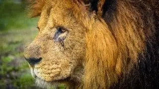 Knowsley Safari Park complete day out pictures put into motion