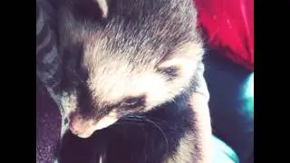 Tired ferret loki falls asleep