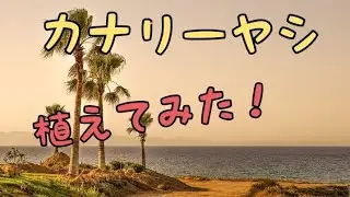 カナリーヤシ　ヤシの木　植え方　育て方　ココスヤシ   Plant Canary palm, Cocos palm gardening