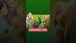 تلفاز احسن سعر في السوق 18900 دج