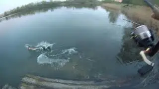 Щучий жор после нереста в Подмосковье