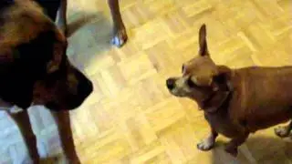 Cosmos meeting Lil Plutos new dog Fritz