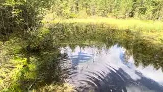Красивый прудик в лесу