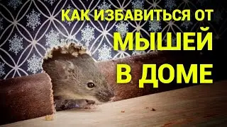 How to get rid of mice in the house. Just Konstantinova's diary.