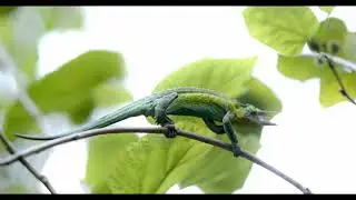Sigma 105mm f1.4 Bmpcc4k footage