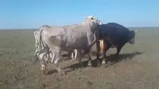 Бұқалар