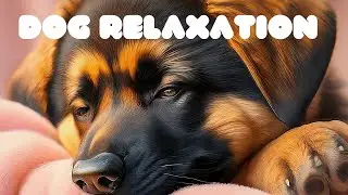 Best Dog Sleep & Relaxation Music 🐶🎵 Calming Melodies for Anxious Dogs 🐶🎵 Soothing Sounds