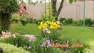 Мелоди зебои