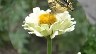 La Farfalla
